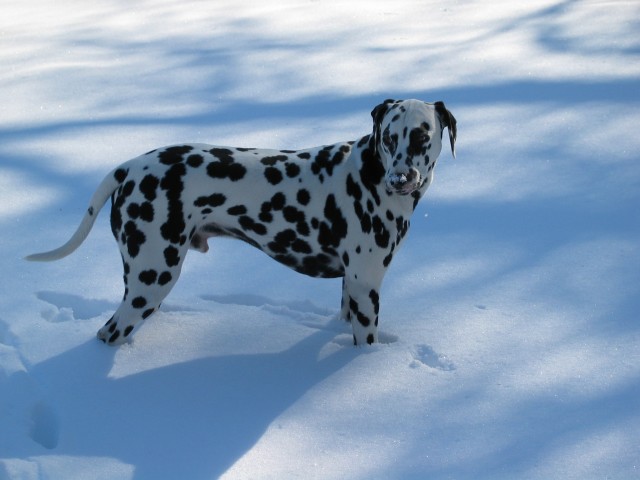 Lucky in the Snow